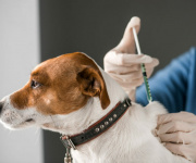 Očkovani psov